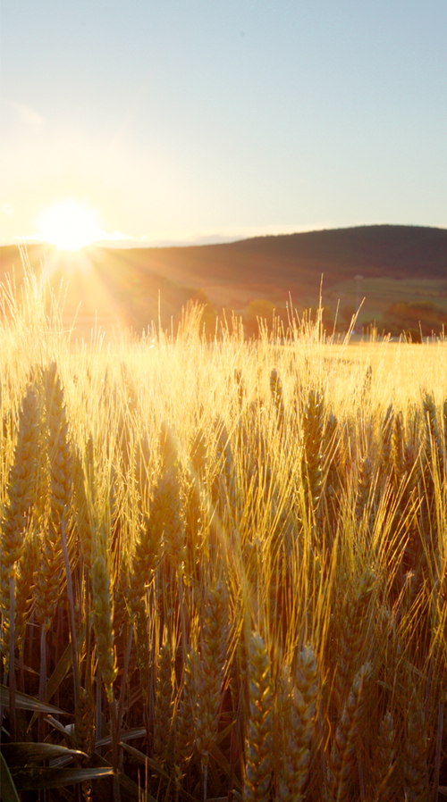 Verfahrenstechnologe Mühlen- und Getreidewirtschaft (m/w/d)