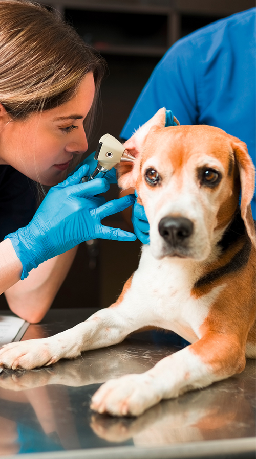 Tiermedizinischer Fachangestellter (m/w/d)