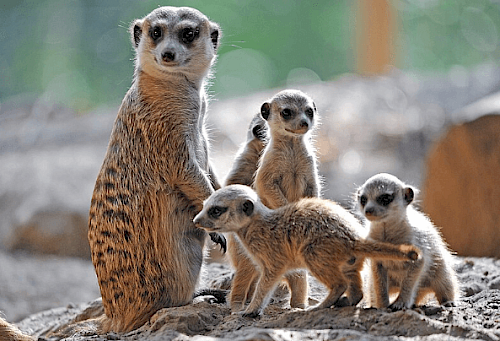Erdmännchen mit Jungtieren im Zoo von Rostock