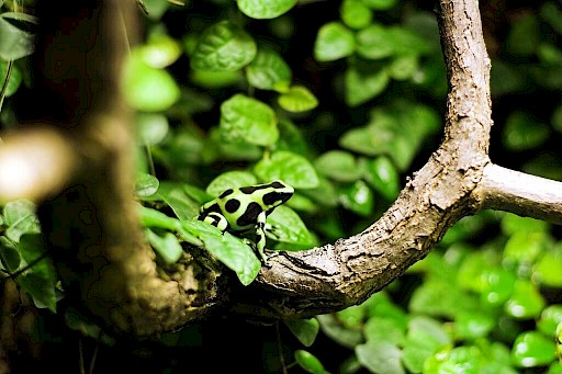 Baumstamm umringt von grünen Blättern, auf dem ein Frosch sitzt, dessen Haut mit neongrün und schwarzen Flecken bedeckt ist.
