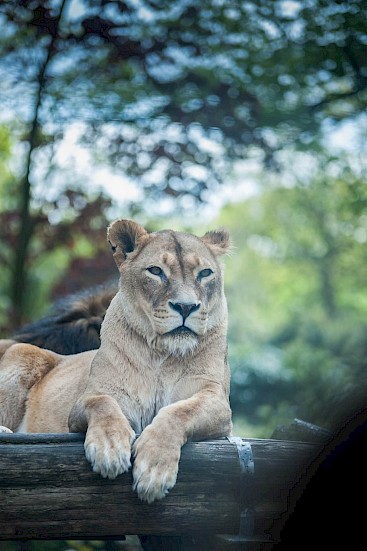 Löwe im Duisburger Zoo