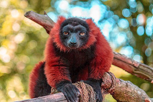 Kleiner Affe mit feuerrotem Fell und stechend gelben Augen auf einem Ast in der ZOOM-Erlebniswelt