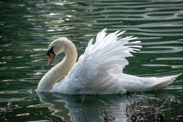 Weißer Swan auf der Wasseroberfläche eines Sees