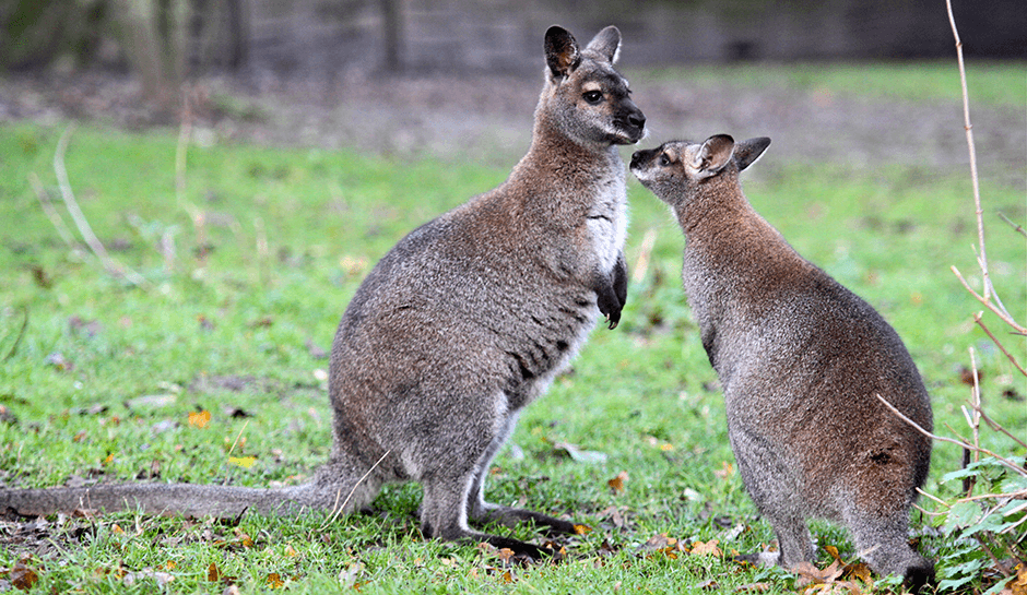 Kängurus im Tierpark Hamm