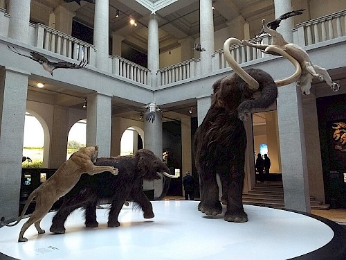 Ausstellungsstück von drei Tieren aus dem Landesmuseum für Vorgeschichte in Halle